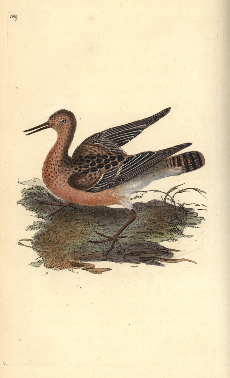 Ruff, Philomachus pugnax, dişi. Edward Donovan tarafından kendi “Natural History of British Birds” Londra kitabından çizilip kazınmış, elle boyanmış bakır levha by Edward Donovan