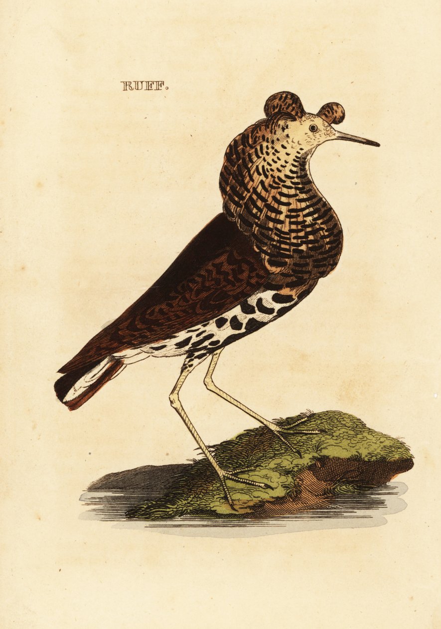 Ruff, erkek, Philomachus pugnax by Edward Donovan