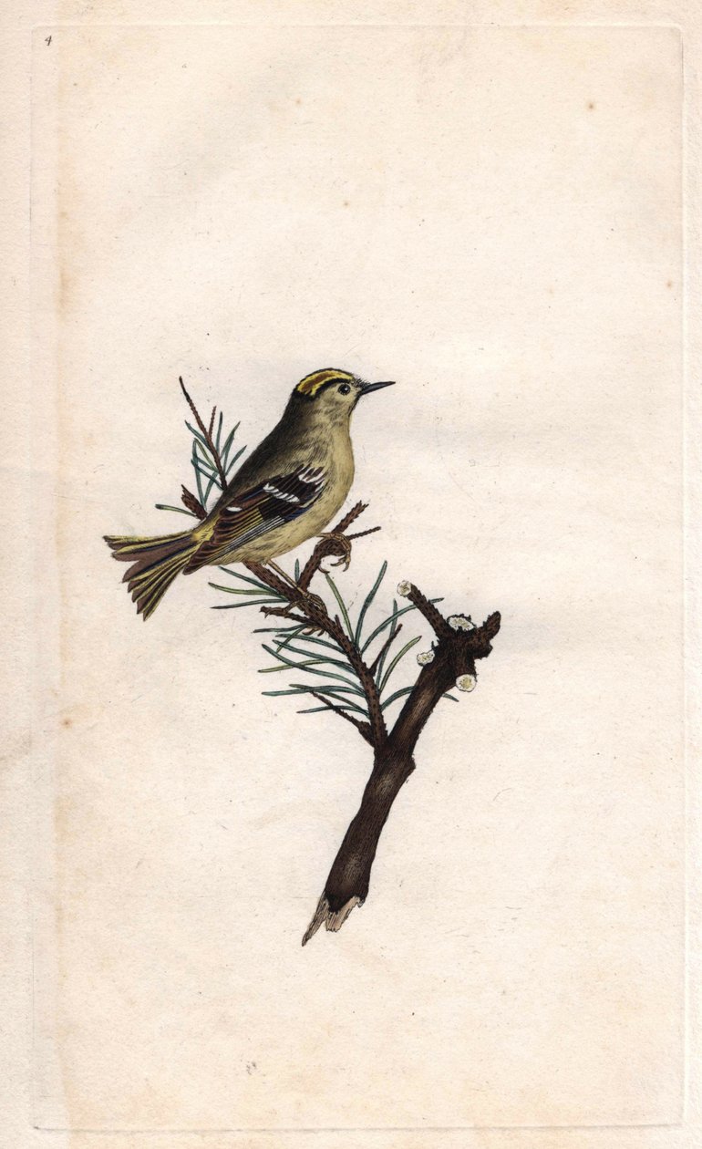 Rupi Kral. Regulus regulus (Motacilla regulus). İngiliz Kuşlarının Natural History, Londra