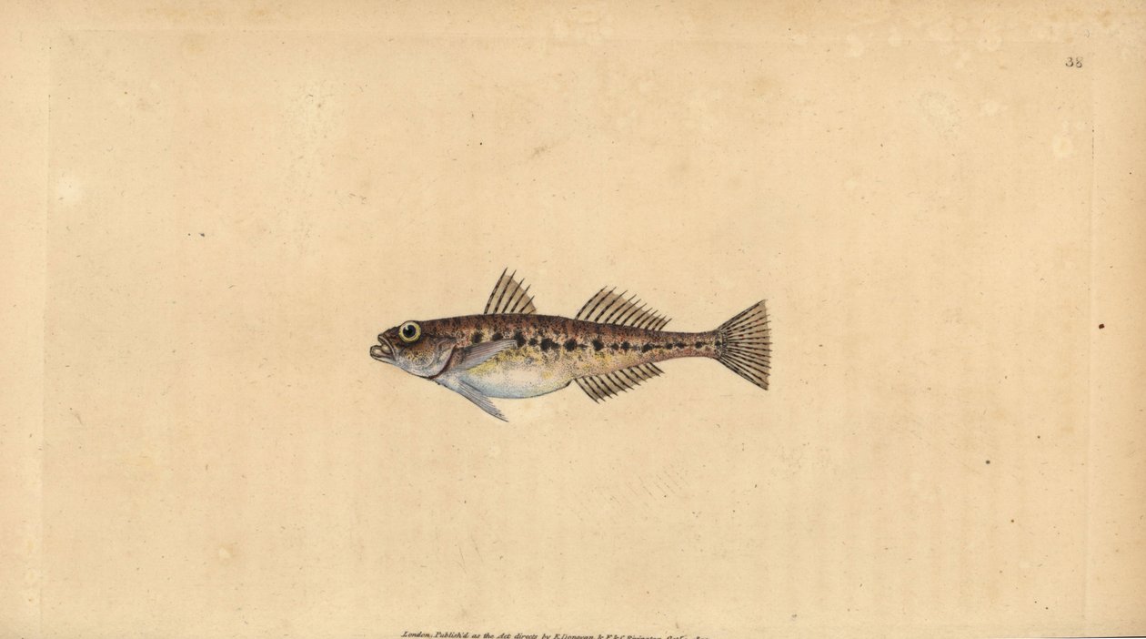 Kum kaya balığı, Pomatoschistus minutus (Benekli kaya balığı, Gobius minutus). Edward Donovan tarafından Natural History of British Fishes, Donovan ve F.C. ve J. Rivington, Londra by Edward Donovan