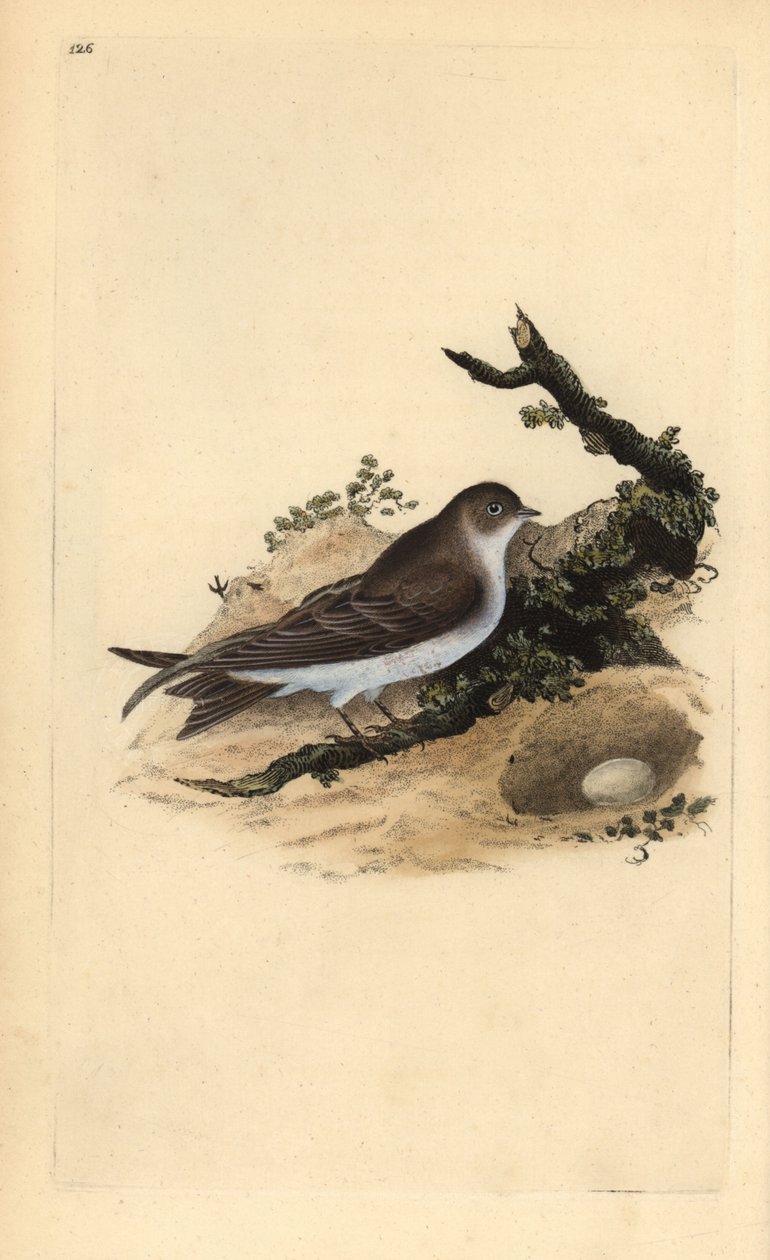Kum martin, Riparia riparia, yuva ve yumurta ile. Edward Donovan tarafından kendi “Natural History of British Birds” (1794-1819) kitabından çizilmiş ve oyulmuş, elle boyanmış bakır levha. Edward Donovan (1768-1837) İngiliz-İrlandalı amatör zoolog, yazar, s by Edward Donovan