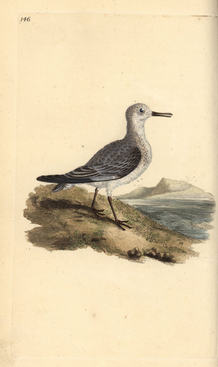Sanderling, Calidris alba. Handcoloured copperplate drawn and engraved by Edward Donovan from his own “Natural History of British Birds,” London by Edward Donovan