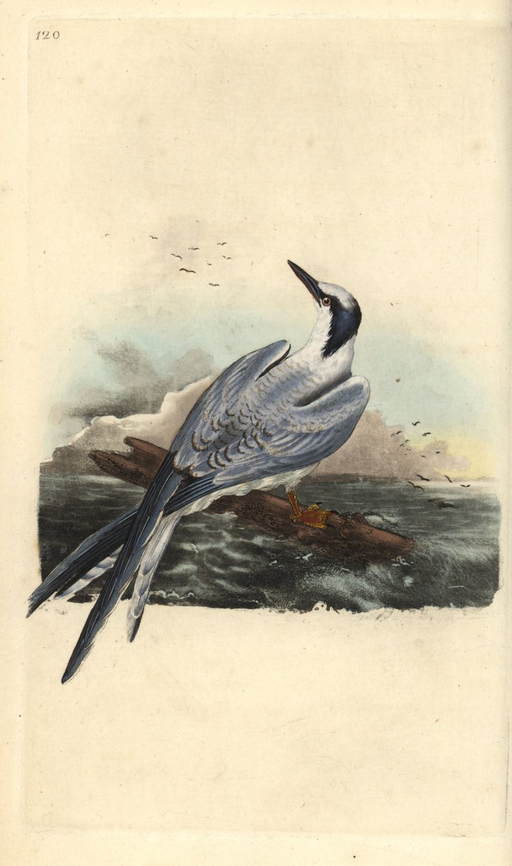 Sandviç sumru, Thalasseus sandvicensis. Edward Donovan tarafından kendi “Natural History of British Birds” Londra kitabından çizilip kazınmış, elle boyanmış bakır levha by Edward Donovan