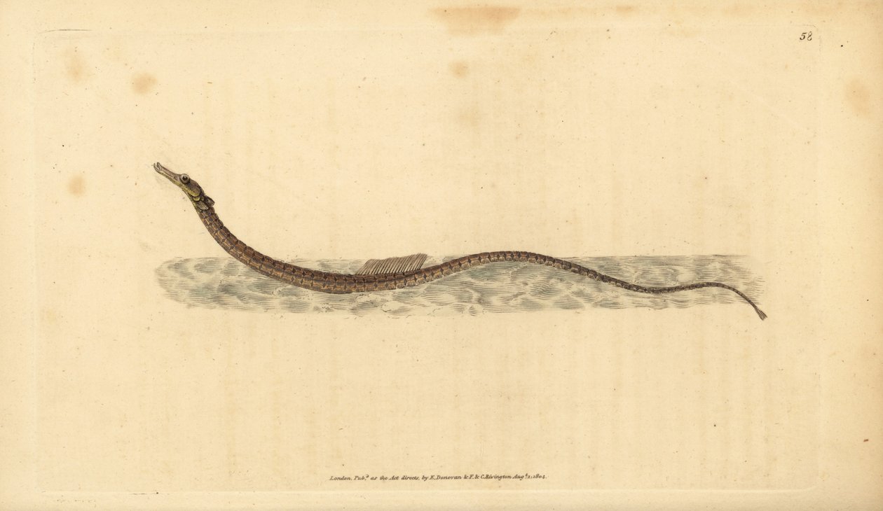 Sargassum pipefish veya pelajik pipefish. Edward Donovan tarafından Natural History of British Fishes, Donovan ve F.C. ve J. Rivington, Londra by Edward Donovan