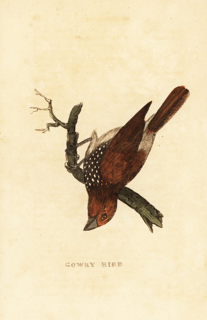 Pullu göğüslü munia veya benekli munia, Lonchura punctulata by Edward Donovan