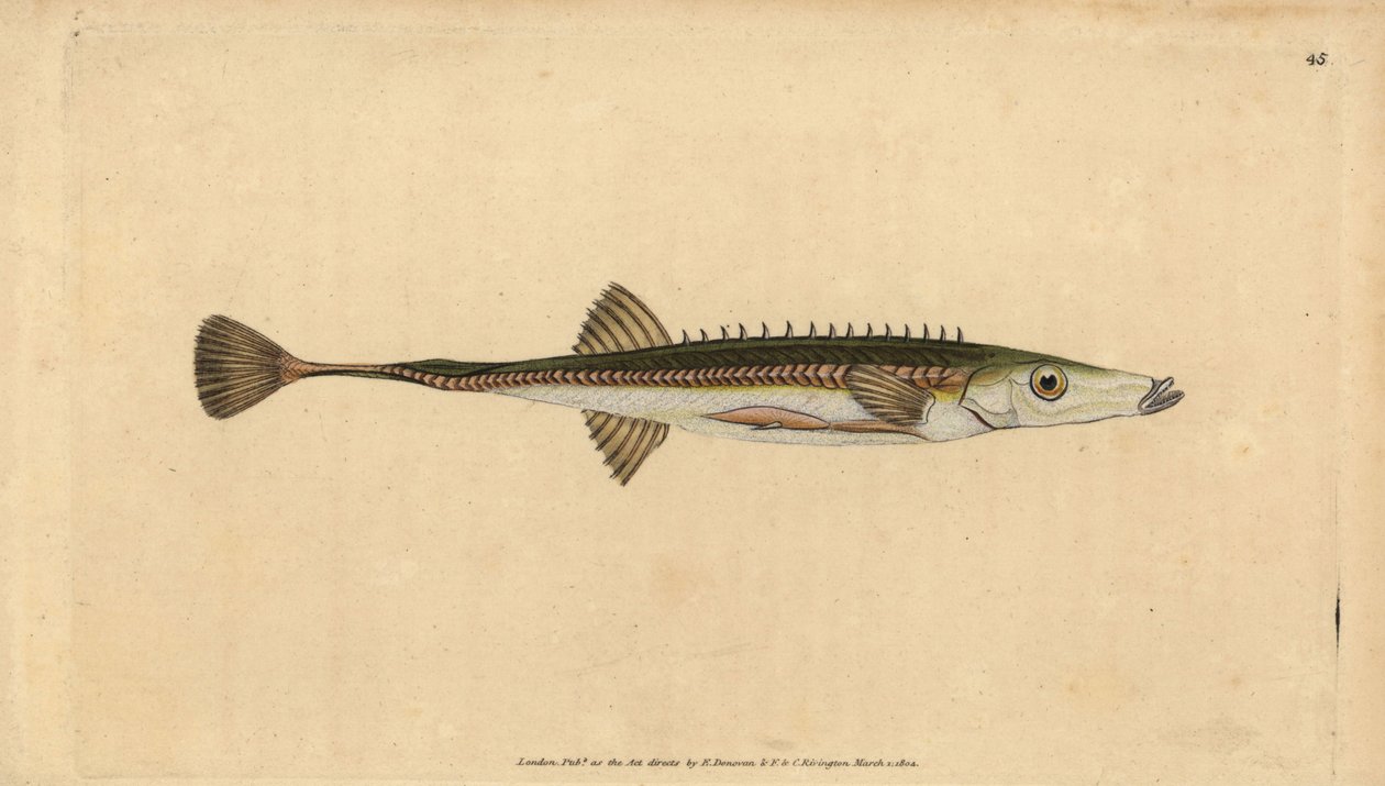 Deniz dikeni, Ispanak ıspanak (On beş dikenli diken, Gasterosteus ıspanak). Edward Donovan tarafından Natural History of British Fishes, Donovan ve F.C. ve J. Rivington, Londra by Edward Donovan