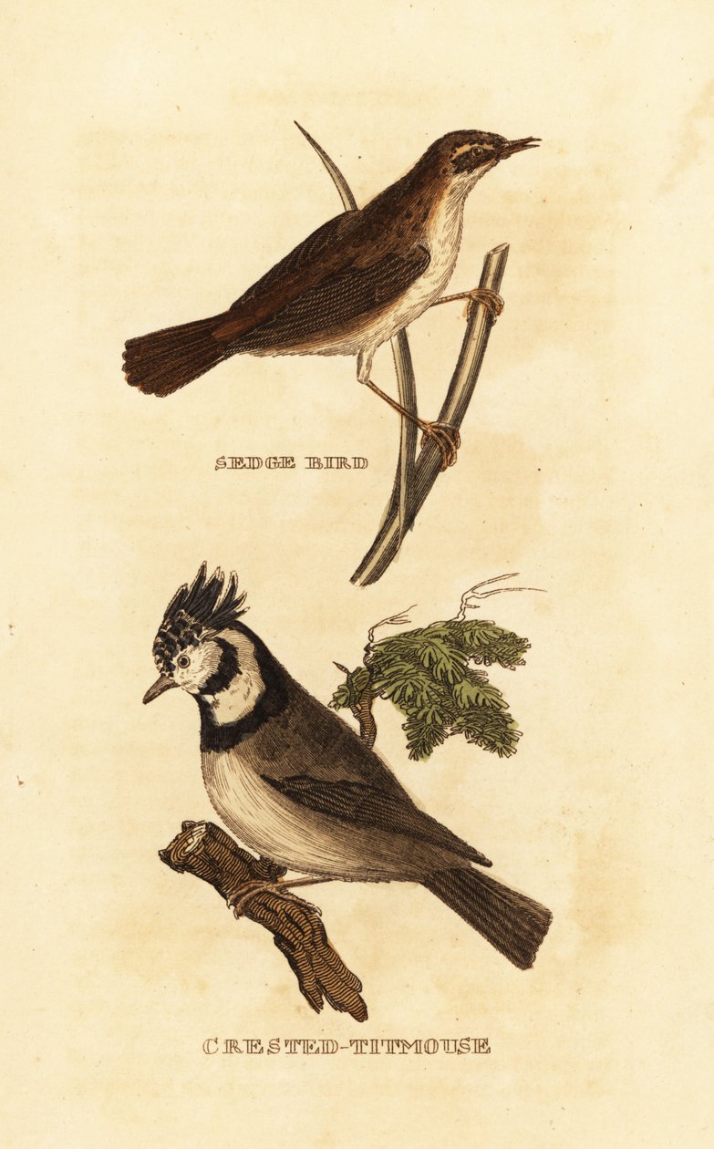 Saz ötleğen, Acrocephalus schoenobaenus ve Avrupa tepeli baştankara, Lophophanes cristatus by Edward Donovan