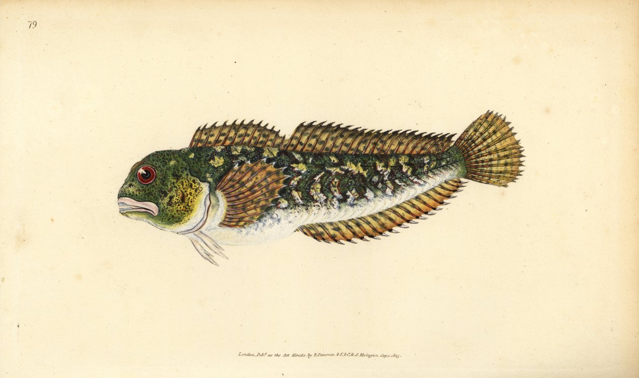 Shanny, Lipophrys pholis (Pürüzsüz blenny, Blennius pholis). Edward Donovan tarafından Natural History of British Fishes, Donovan ve FC ve J. Rivington, Londra'dan çizilmiş ve oyulmuş elle boyanmış bakır levha by Edward Donovan