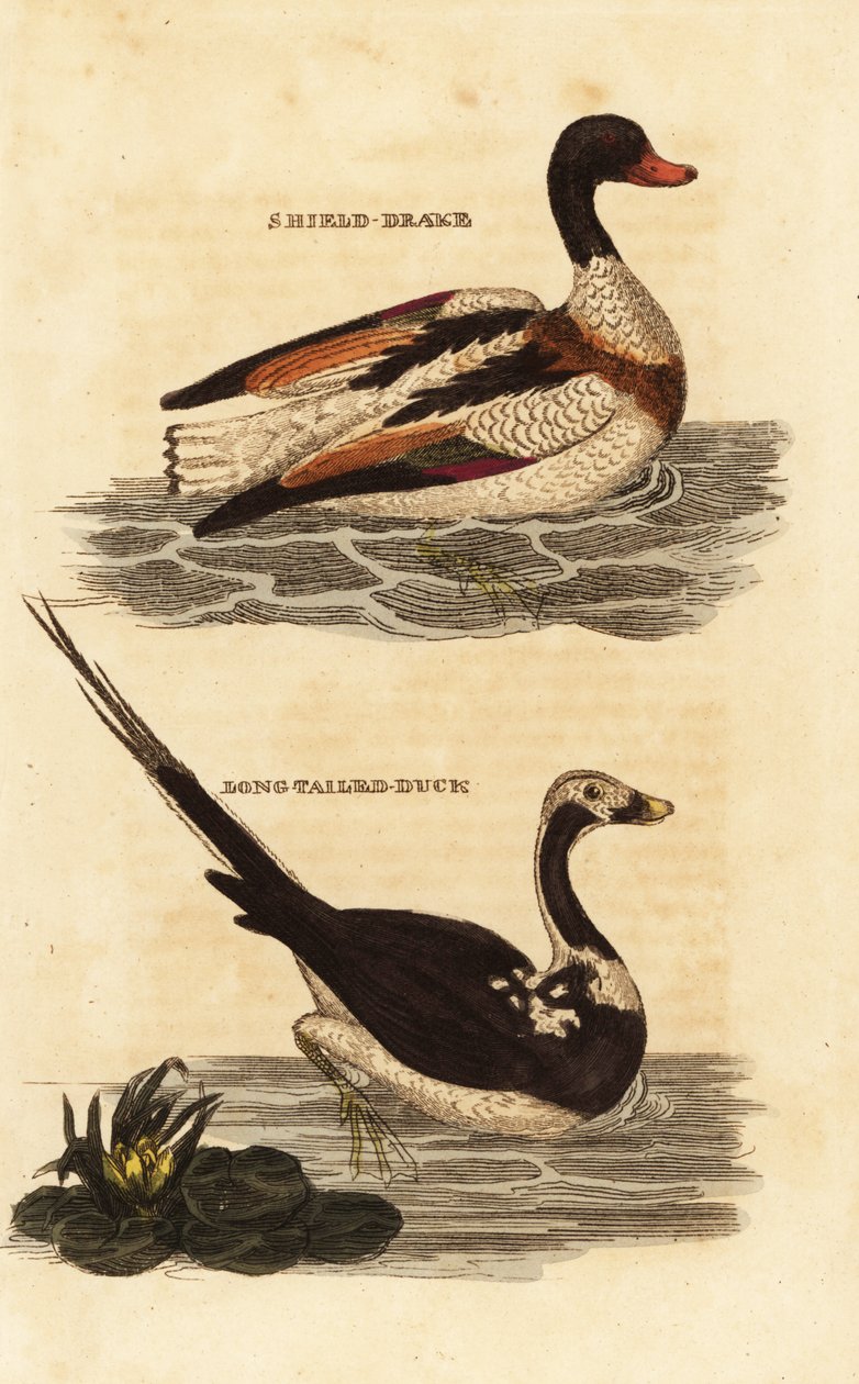 Shelduck, Tadorna tadorna ve uzun kuyruklu ördek, Clangula hyemalis by Edward Donovan