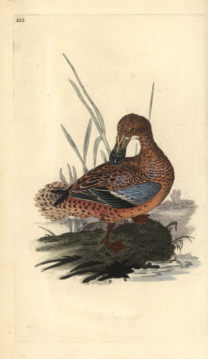 Kürekli ördek (dişi), Anas clypeata. Edward Donovan tarafından kendi “Natural History of British Birds” Londra kitabından çizilip kazınmış, elle boyanmış bakır levha by Edward Donovan