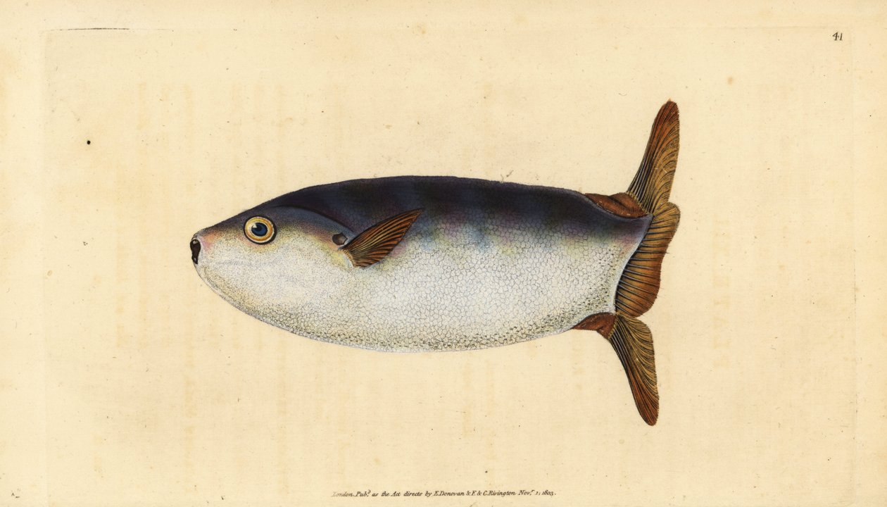 İnce güneş balığı, Ranzania laevis (Kesilmiş güneş balığı, Tetrodon truncatus). Edward Donovan tarafından Natural History of British Fishes, Donovan ve F.C. ve J. Rivington, Londra by Edward Donovan