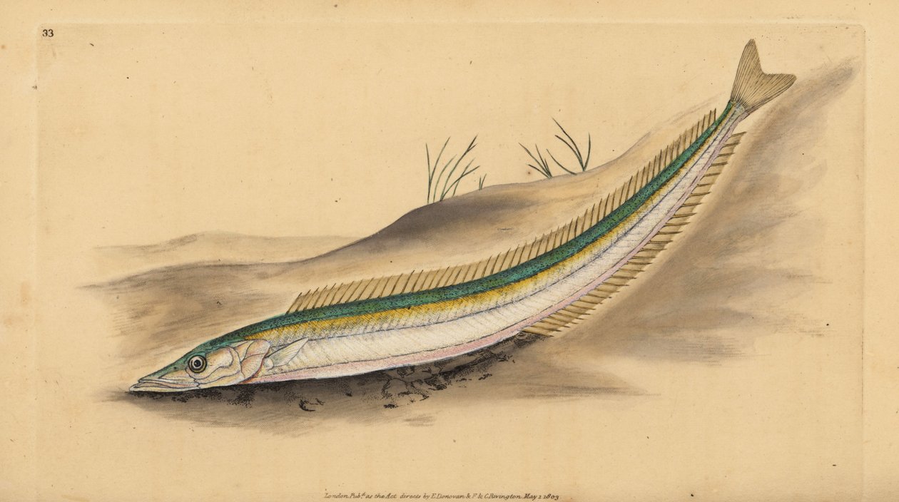 Küçük sandeel, kum launce veya kum yılan balığı, Ammodytes tobianus. Edward Donovan tarafından Natural History of British Fishes, Donovan ve F.C. ve J. Rivington, Londra by Edward Donovan