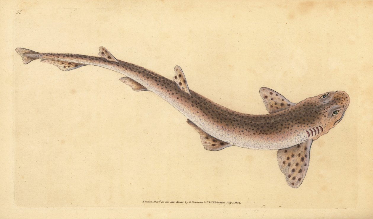 Small spotted catshark, Scyliorhinus canicula (Lesser spotted shark, Squalus catulus). Handcoloured copperplate drawn and engraved by Edward Donovan from his Natural History of British Fishes, Donovan and F.C. and J. Rivington, London by Edward Donovan