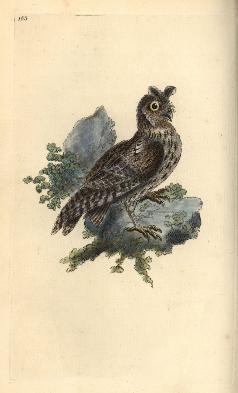 Smaller pencilled or Siberian eared owl, Strix pulchella. (Scops owl, Otus scops?) Handcoloured copperplate drawn and engraved by Edward Donovan from his own “Natural History of British Birds,” London by Edward Donovan