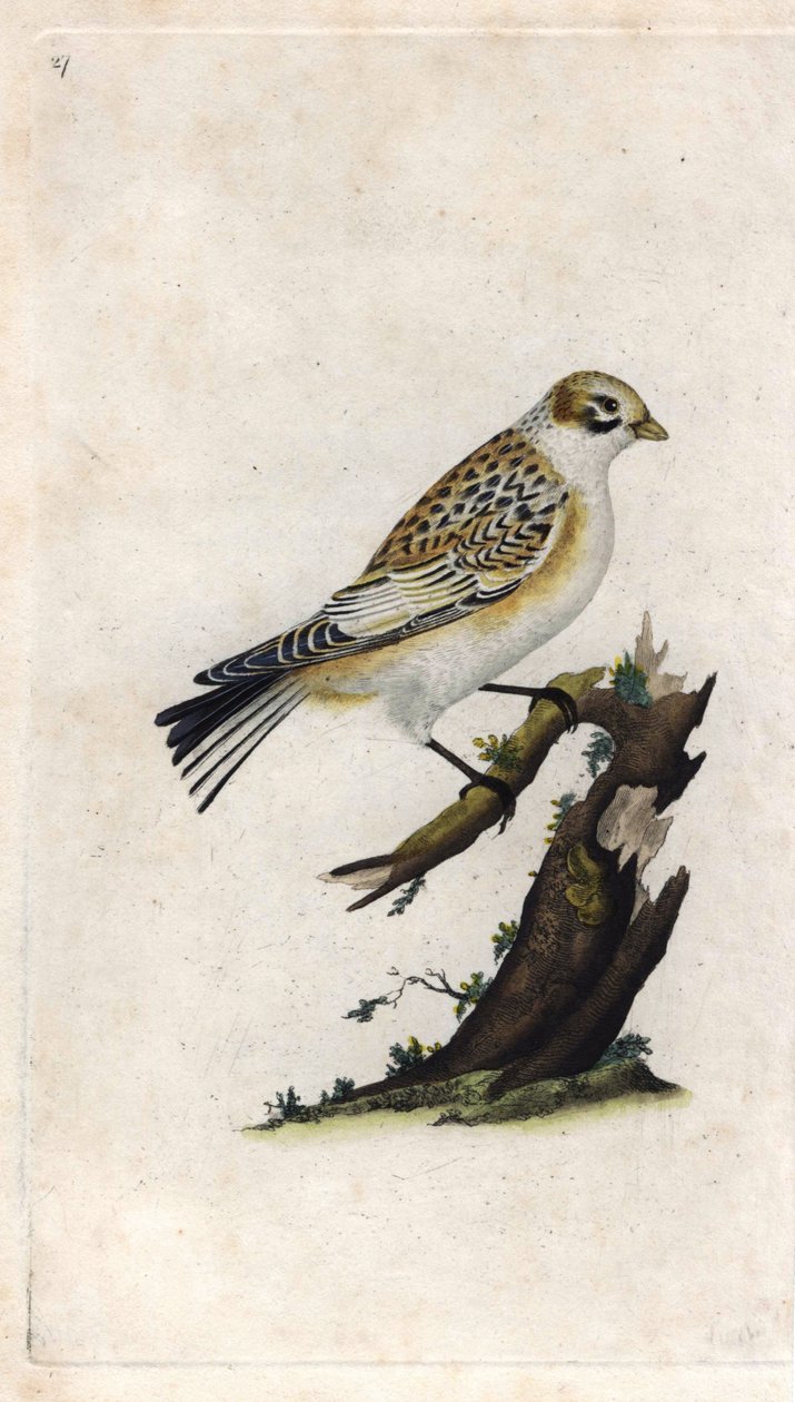 Kar Serçesi. Plectrophenax nivalis (Emberiza nivalis). Histoire naturelle des oiseaux britanniques, Londra