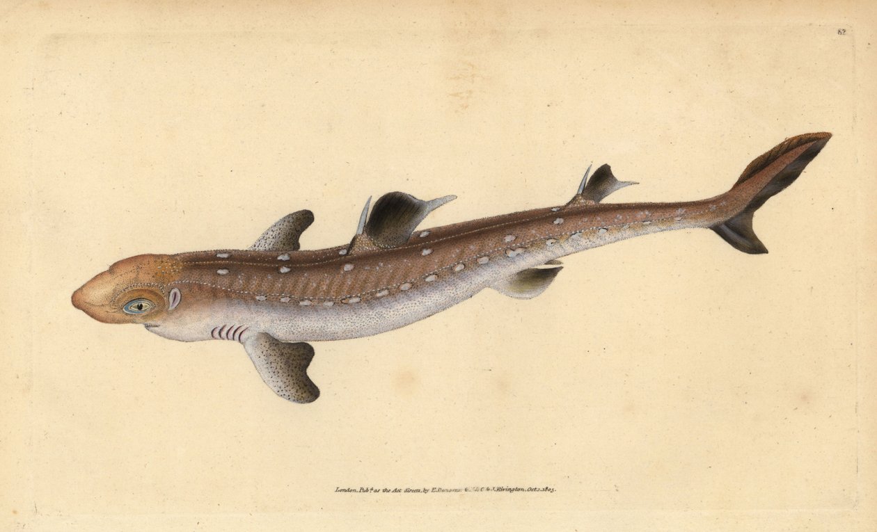 Dikenli köpek balığı, Squalus acanthias (Seçilmiş köpek balığı veya köpek balığı). Hassas. Edward Donovan tarafından Natural History of British Fishes, Donovan ve F.C. ve J. Rivington, Londra by Edward Donovan
