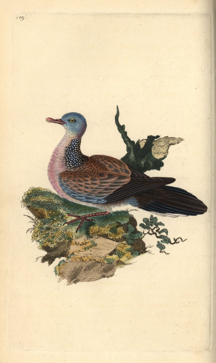 Benekli güvercin veya pancou, Spilopelia chinensis. Edward Donovan tarafından kendi “Natural History of British Birds” adlı Londra kitabından çizilip kazınmış, elle boyanmış bakır levha by Edward Donovan