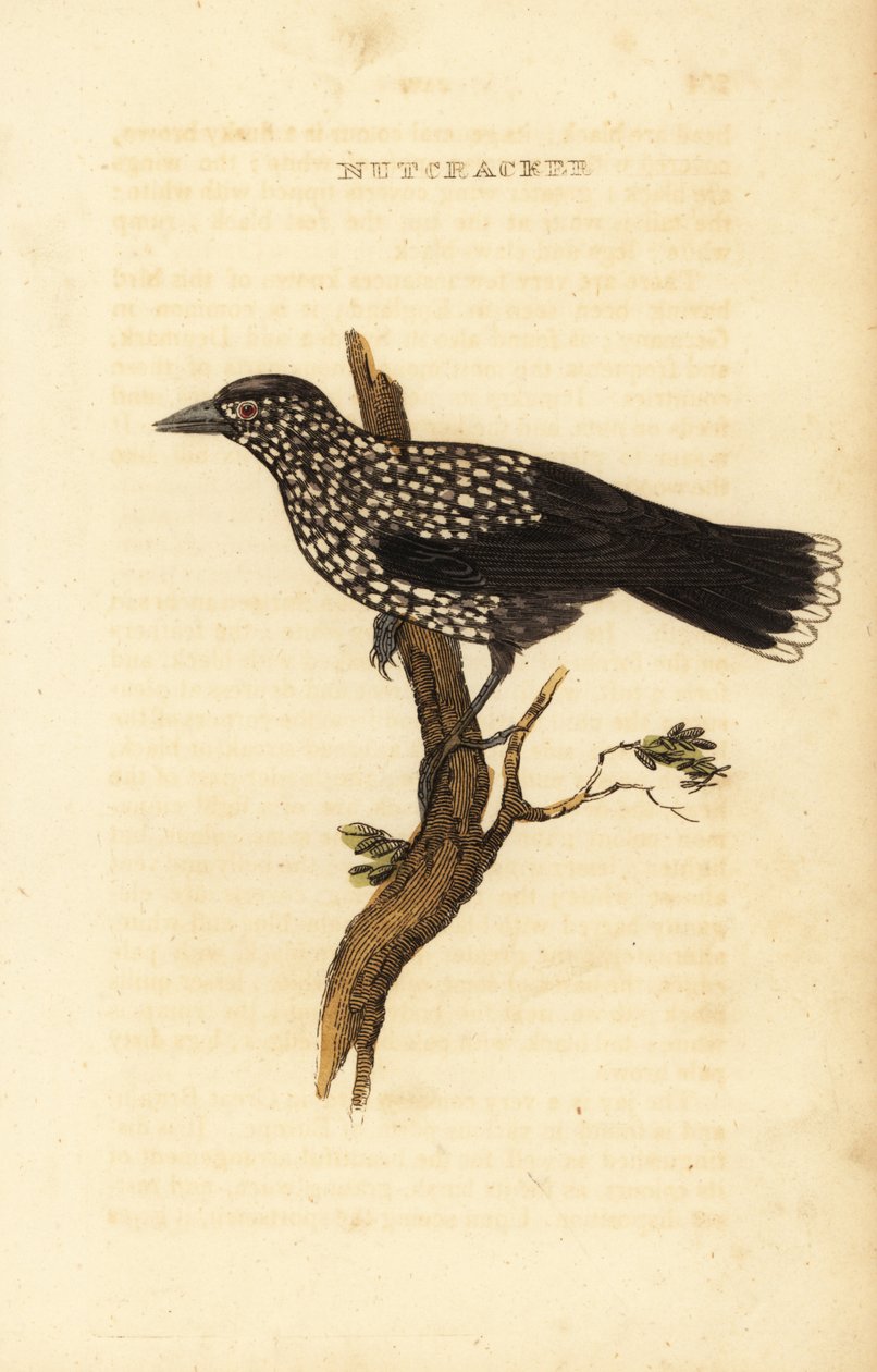 Benekli fındıkkıran, Nucifraga caryocatactes by Edward Donovan