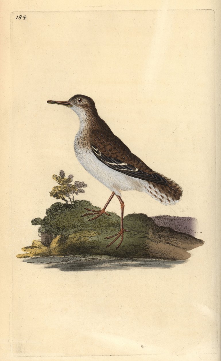 Benekli kum kuşu, Actitis macularia. Edward Donovan tarafından kendi “Natural History of British Birds” Londra kitabından çizilip kazınmış, elle boyanmış bakır levha by Edward Donovan