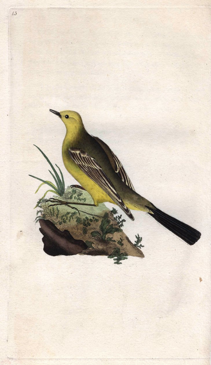 Yay Kuyruğu. Motacilla flava. İngiliz Kuşlarının Natural History, Londra