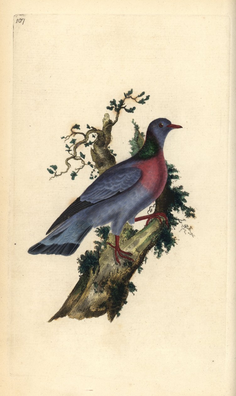Stock dove or pigeon, Columba oenas. Handcoloured copperplate drawn and engraved by Edward Donovan from his own “Natural History of British Birds,” London by Edward Donovan