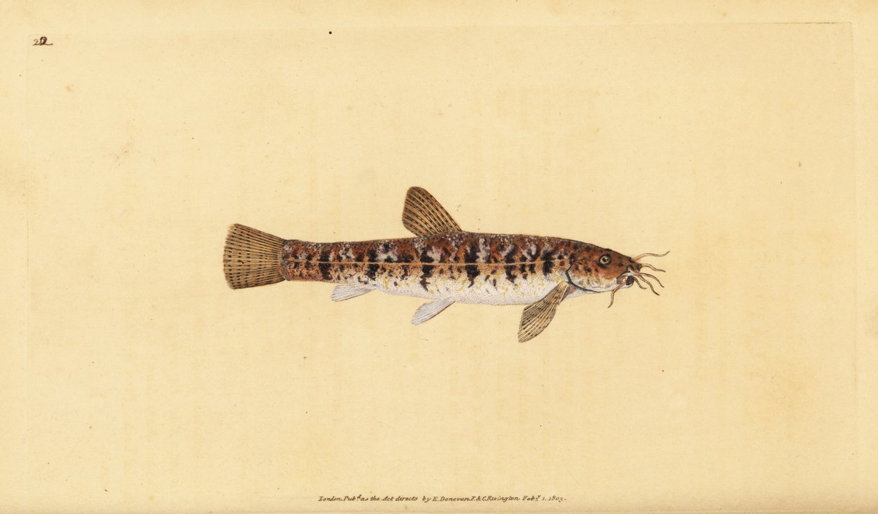 Stone loach, Barbatula barbatula (Bearded loche, Cobitis barbatula). Handcoloured copperplate drawn and engraved by Edward Donovan from his Natural History of British Fishes, Donovan and F.C. and J. Rivington, London by Edward Donovan