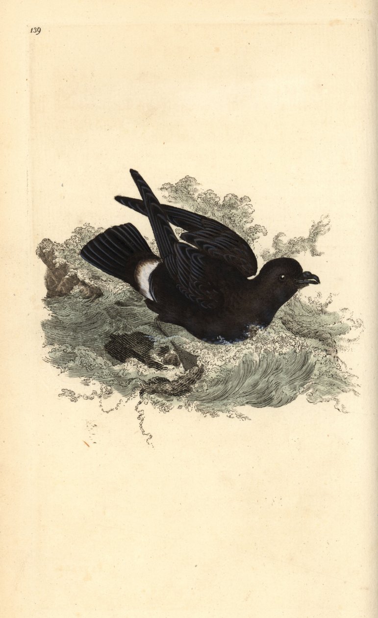 Fırtına kuşu, Hydrobates pelagicus. Edward Donovan tarafından kendi “Natural History of British Birds” Londra kitabından çizilip kazınmış, elle boyanmış bakır levha by Edward Donovan
