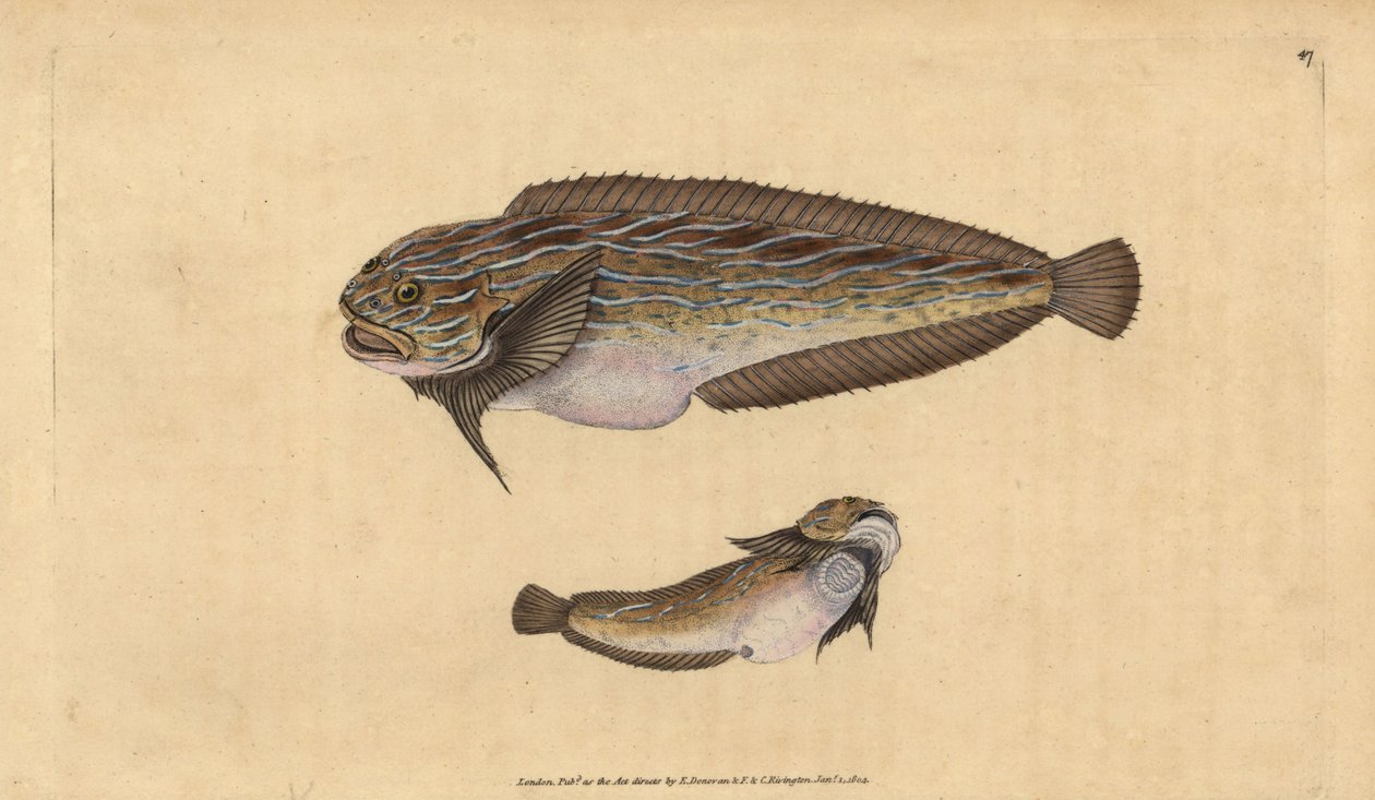Çizgili deniz salyangozu, Liparis liparis liparis (Unctulous götürü, Cyclopterus liparis). Edward Donovan tarafından Natural History of British Fishes, Donovan ve F.C. ve J. Rivington, Londra by Edward Donovan