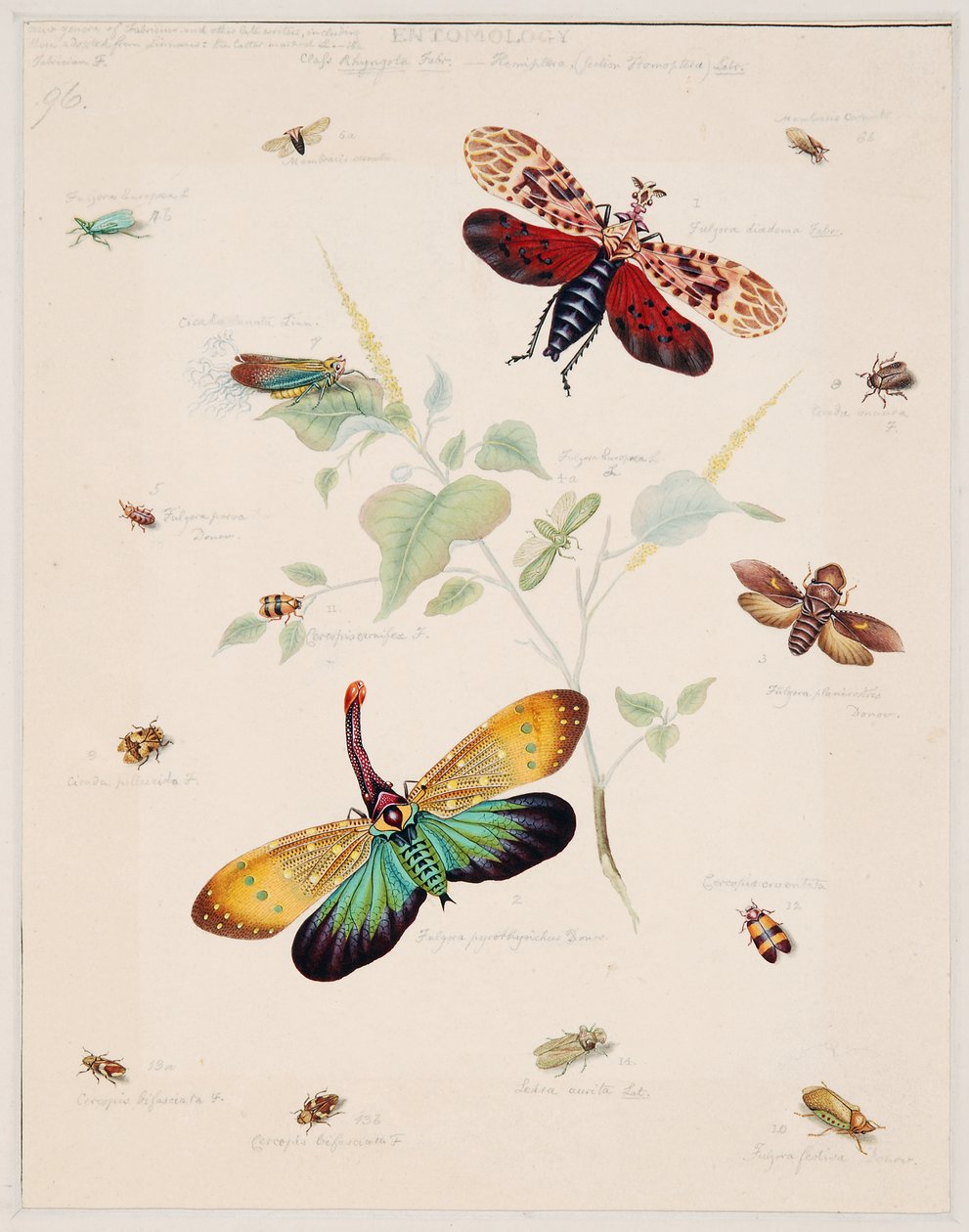 Omurgasız Hayvanlar Üzerine Çalışmalar, Cilt II by Edward Donovan