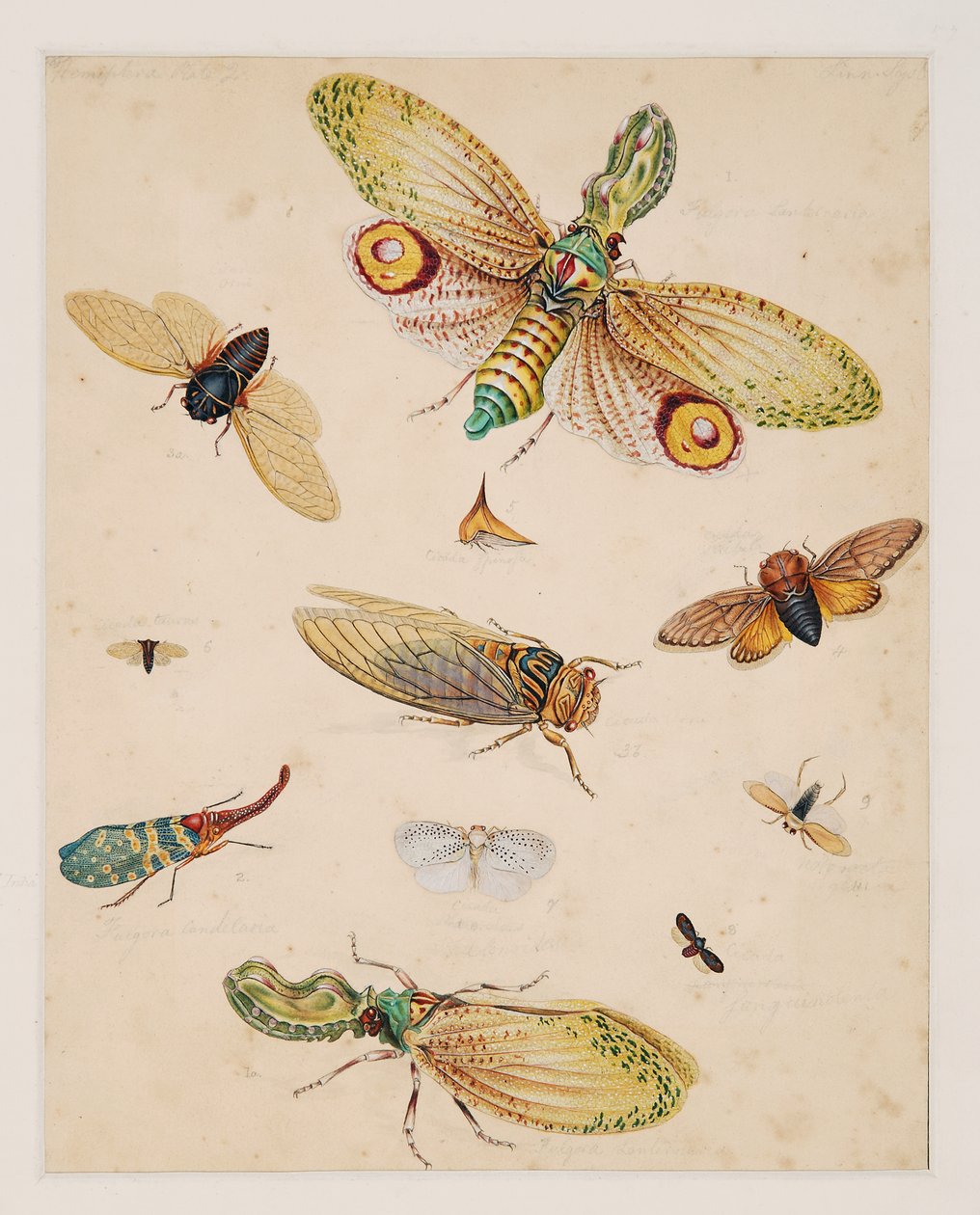 Omurgasız Hayvanlar Üzerine Çalışmalar, Cilt II by Edward Donovan