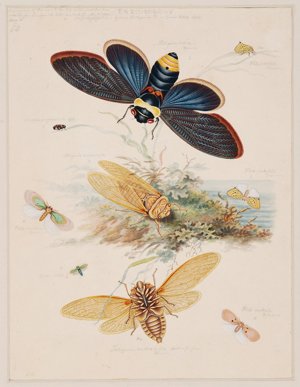 Omurgasız Hayvanlar Üzerine Çalışmalar, Cilt II by Edward Donovan