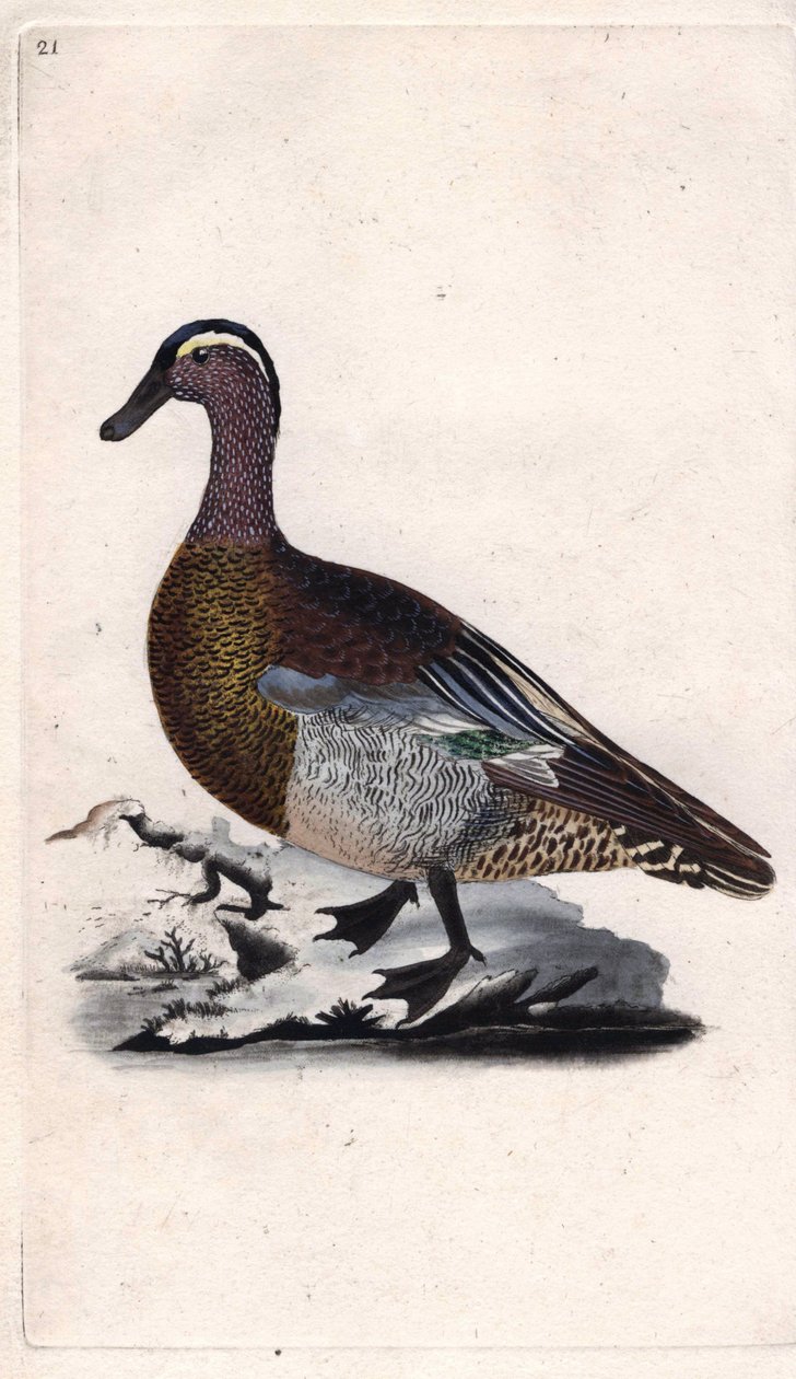 Summer teal. Anas querquedula. Copper engraving by Edward Donovan (1768-1837), published in Histoire naturelle des oiseaux britanniques, London by Edward Donovan