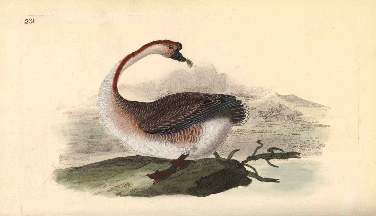 Kuğu kazı, Anser cygnoides, savunmasız. Edward Donovan tarafından kendi “Natural History of British Birds” Londra kitabından çizilip kazınmış, elle boyanmış bakır levha by Edward Donovan
