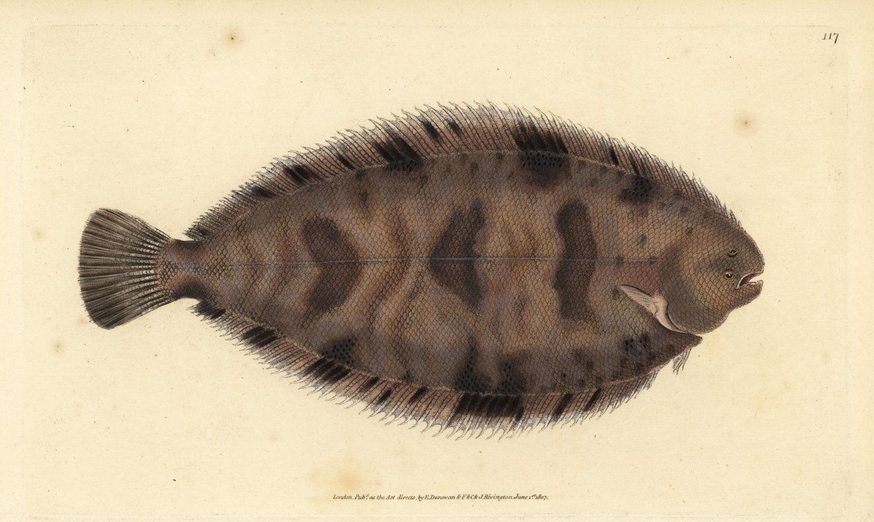 Kalın sırtlı taban, Microchirus variegatus (Alacalı taban, Pleuronectes variegatus). Edward Donovan tarafından Natural History of British Fishes, Donovan ve F.C. ve J. Rivington, Londra by Edward Donovan