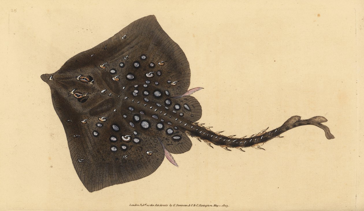 Thornback skate, Raja clavata. Near threatened. Handcoloured copperplate drawn and engraved by Edward Donovan from his Natural History of British Fishes, Donovan and F.C. and J. Rivington, London by Edward Donovan