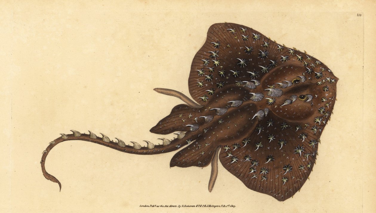 Dikenli paten, Amblyraja radiata (Yıldızlı ışın, Raja radiata). Hassas. Edward Donovan tarafından Natural History of British Fishes, Donovan ve F.C. ve J. Rivington, Londra by Edward Donovan