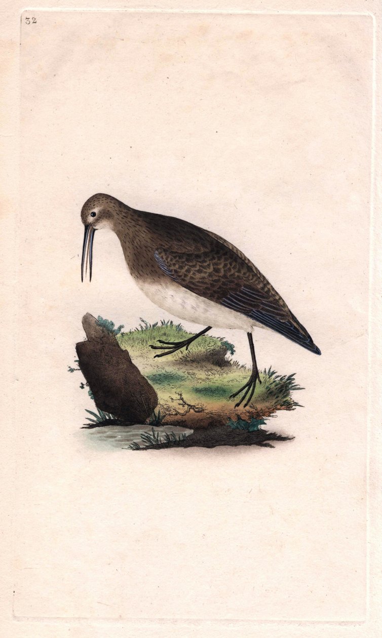 Minik gaga. Calidris minutilla (Tringa cinclus). İngiliz Kuşlarının Natural History, Londra