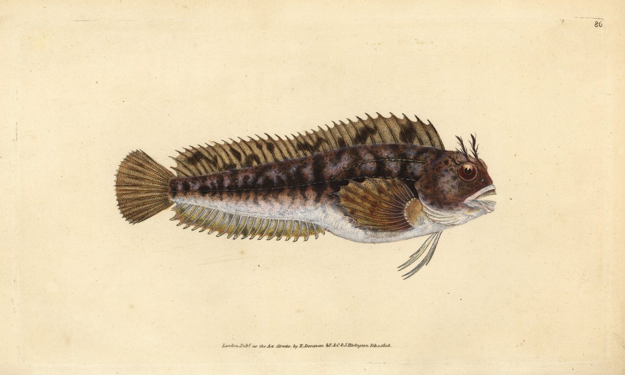 Tompot blenny, Parablennius gattorugine (Gattorugine, Blennius gattorugine). Edward Donovan tarafından Natural History of British Fishes, Donovan ve F.C. ve J. Rivington, Londra by Edward Donovan
