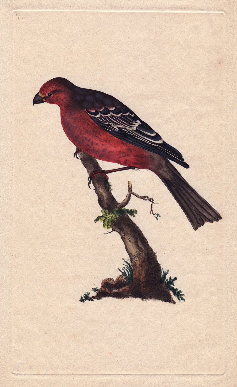 Ağaçlar. Pinicola enükleatörü (Loxia enükleatörü). İngiliz Kuşlarının Natural History, Londra