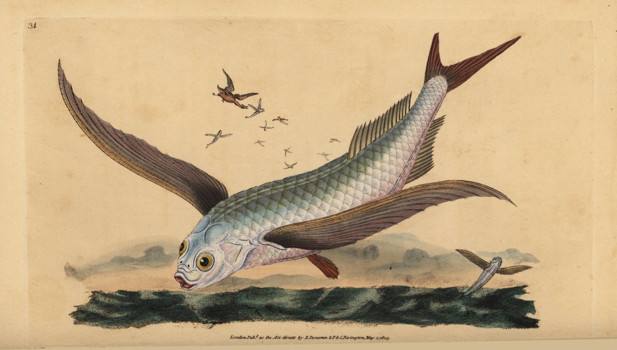 Tropikal iki kanatlı uçan balık veya yaygın uçan balık. Edward Donovan tarafından Natural History of British Fishes, Donovan ve F.C. ve J. Rivington, Londra by Edward Donovan