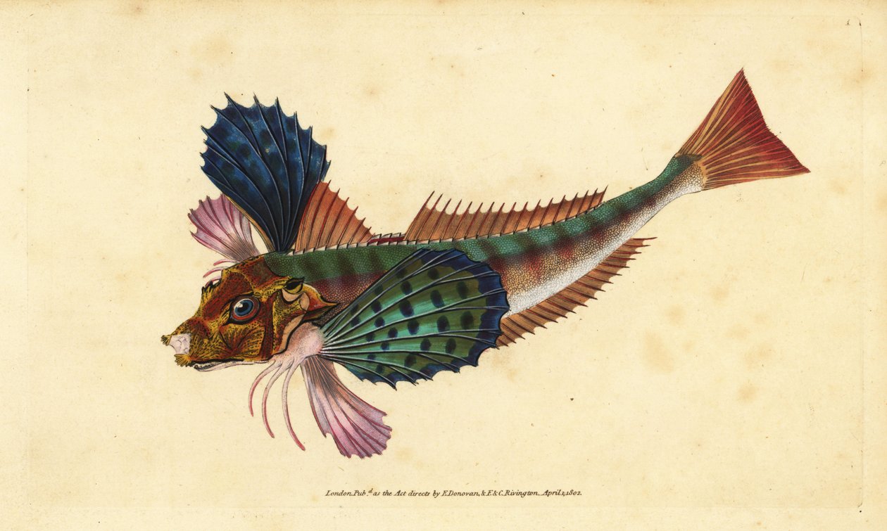 Küvet kırlangıçotu, Chelidonichthys lucerna (Safarin kırlangıçotu, Trigla hirundo). Edward Donovan tarafından Natural History of British Fishes, Donovan ve F.C. ve J. Rivington, Londra by Edward Donovan