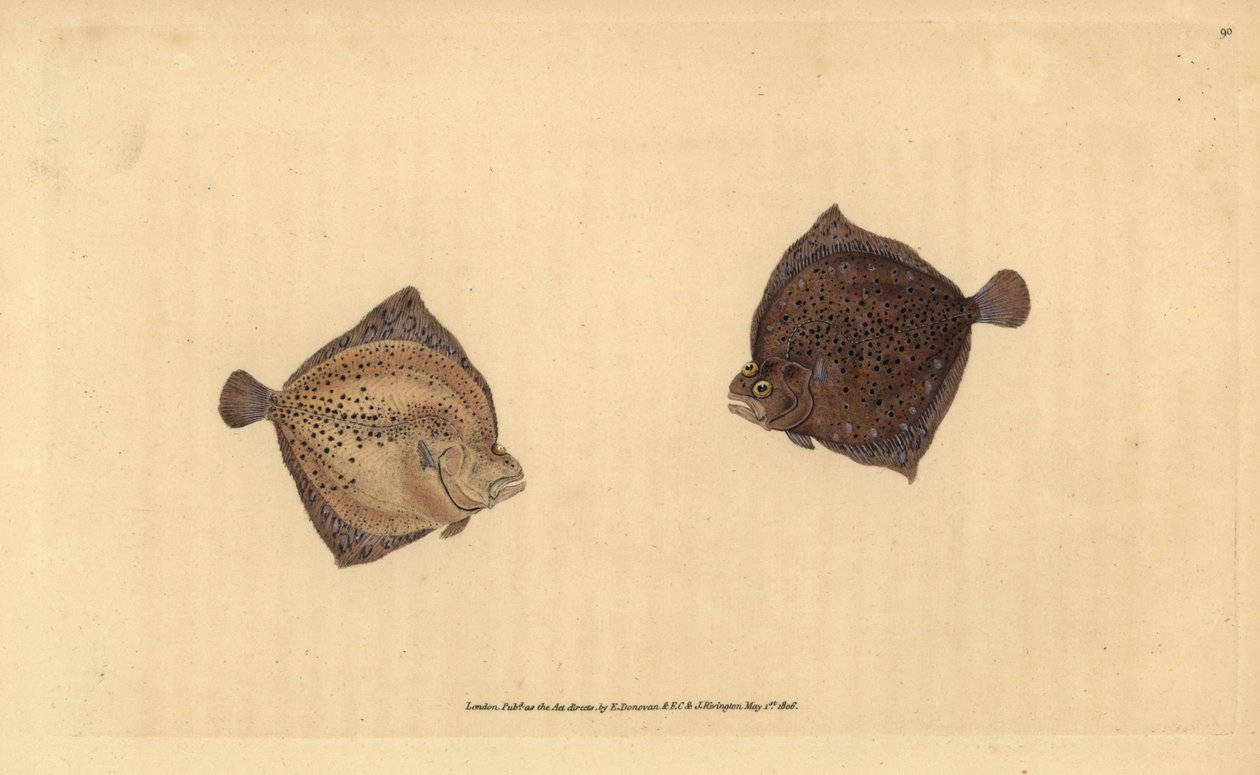 Turbot, Scophthalmus maximus (Cyclops flounder, Pleuronectes cyclops). Handcoloured copperplate drawn and engraved by Edward Donovan from his Natural History of British Fishes, Donovan and F.C. and J. Rivington, London by Edward Donovan