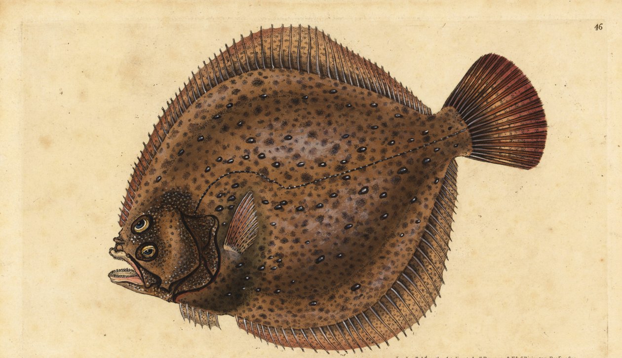 Kalkan, Scophthalmus maximus (Pleuronectes maximus). Edward Donovan tarafından Natural History of British Fishes, Donovan ve F.C. ve J. Rivington, Londra by Edward Donovan