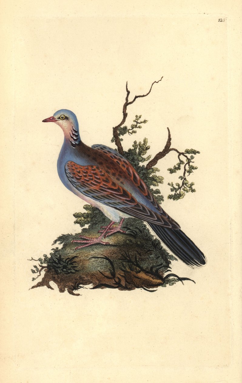 Kaplumbağa güvercini, Streptopelia turtur. Edward Donovan tarafından kendi “Natural History of British Birds” (1794-1819) kitabından çizilmiş ve oyulmuş, elle boyanmış bakır levha. Edward Donovan (1768-1837) bir İngiliz-İrlandalı amatör zoolog, yazar, sana by Edward Donovan