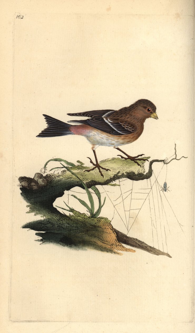 Twite, Carduelis flavirostris. Edward Donovan tarafından kendi “Natural History of British Birds” Londra kitabından çizilip kazınmış, elle boyanmış bakır levha by Edward Donovan
