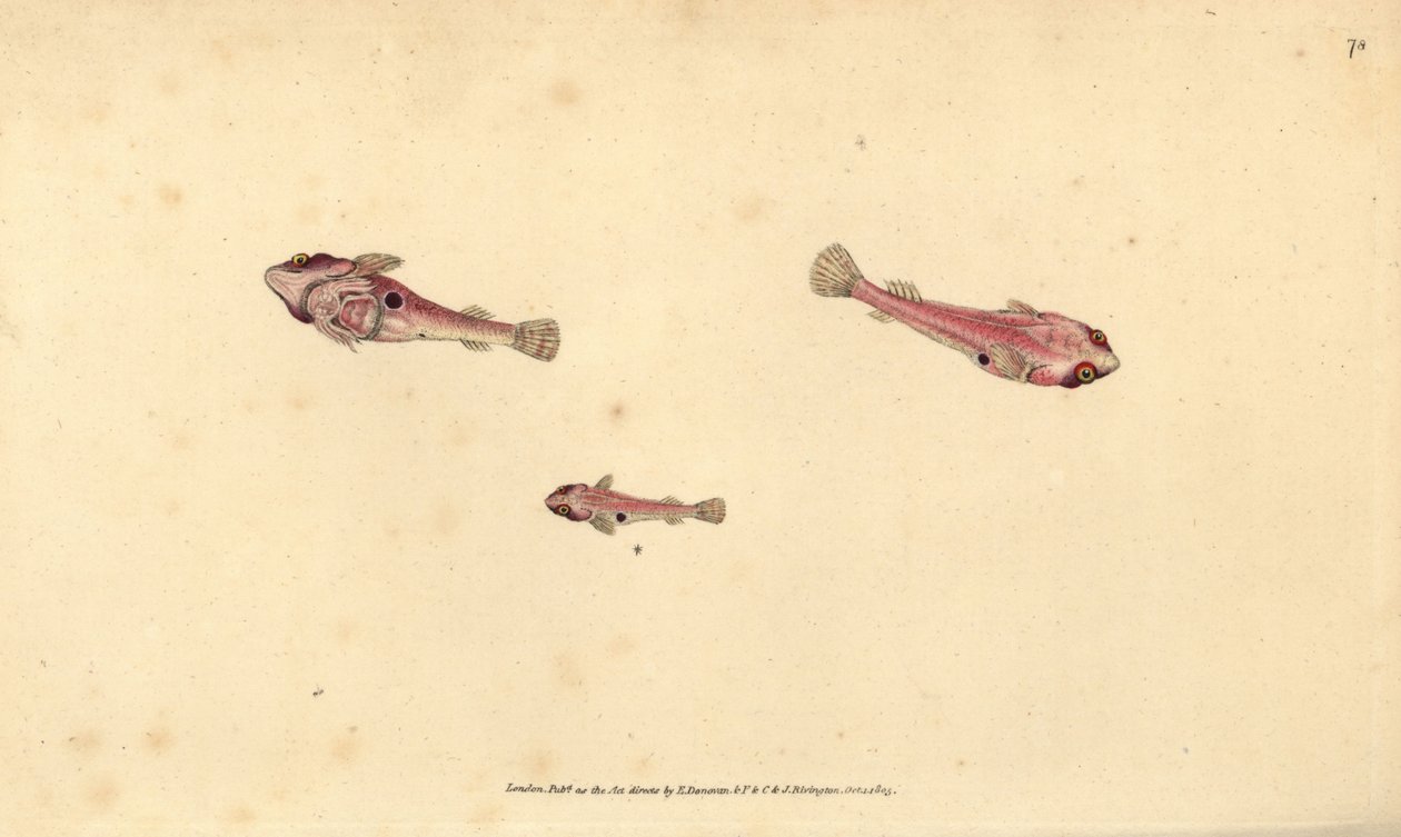 İki benekli slingfish, Diplecogaster bimaculata bimaculata (Bimaculate enayi, Cyclopterus bimaculatus). Edward Donovan tarafından Natural History of British Fishes, Donovan ve F.C. ve J. Rivington, Londra by Edward Donovan