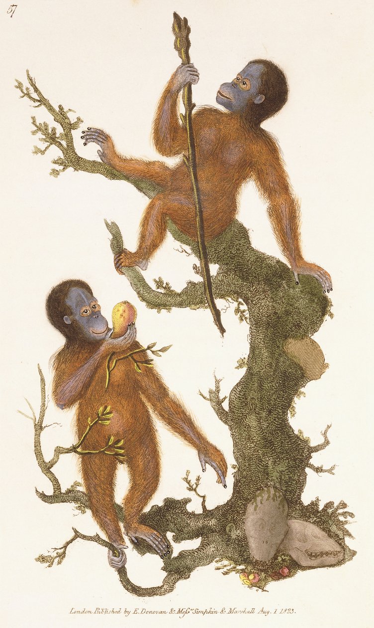 Bir Ağaçta İki Primat, 1823 by Edward Donovan