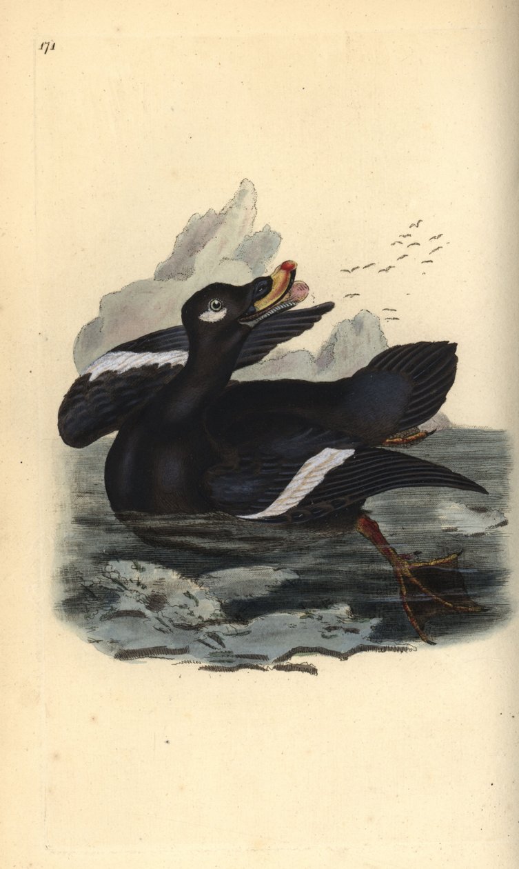 Kadife kaykaycı, Melanitta fusca. Edward Donovan tarafından kendi “Natural History of British Birds” Londra kitabından çizilip kazınmış, elle boyanmış bakır levha by Edward Donovan