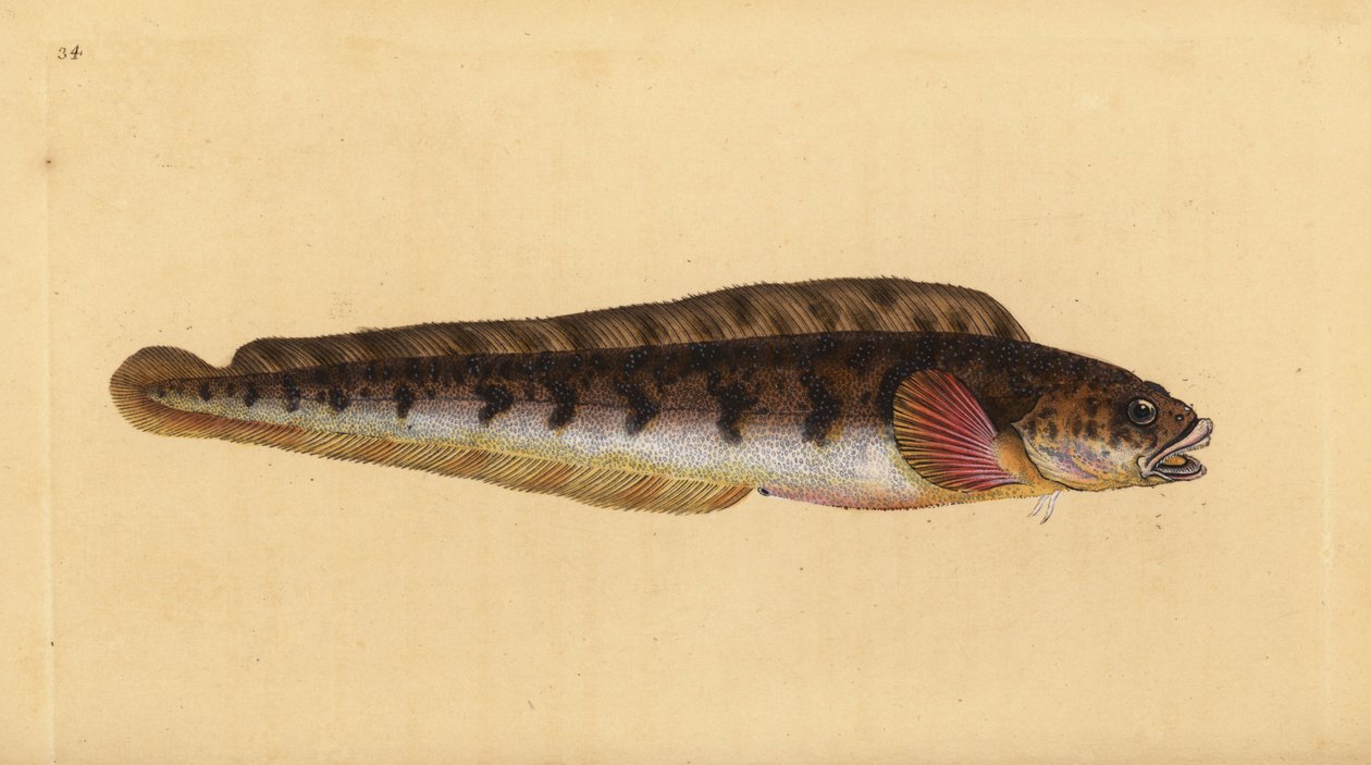 Canlı yılanbalığı, Zoarces viviparus (Viviparus blenny, Blennius viviparus). Edward Donovan tarafından Natural History of British Fishes, Donovan ve F.C. ve J. Rivington, Londra by Edward Donovan