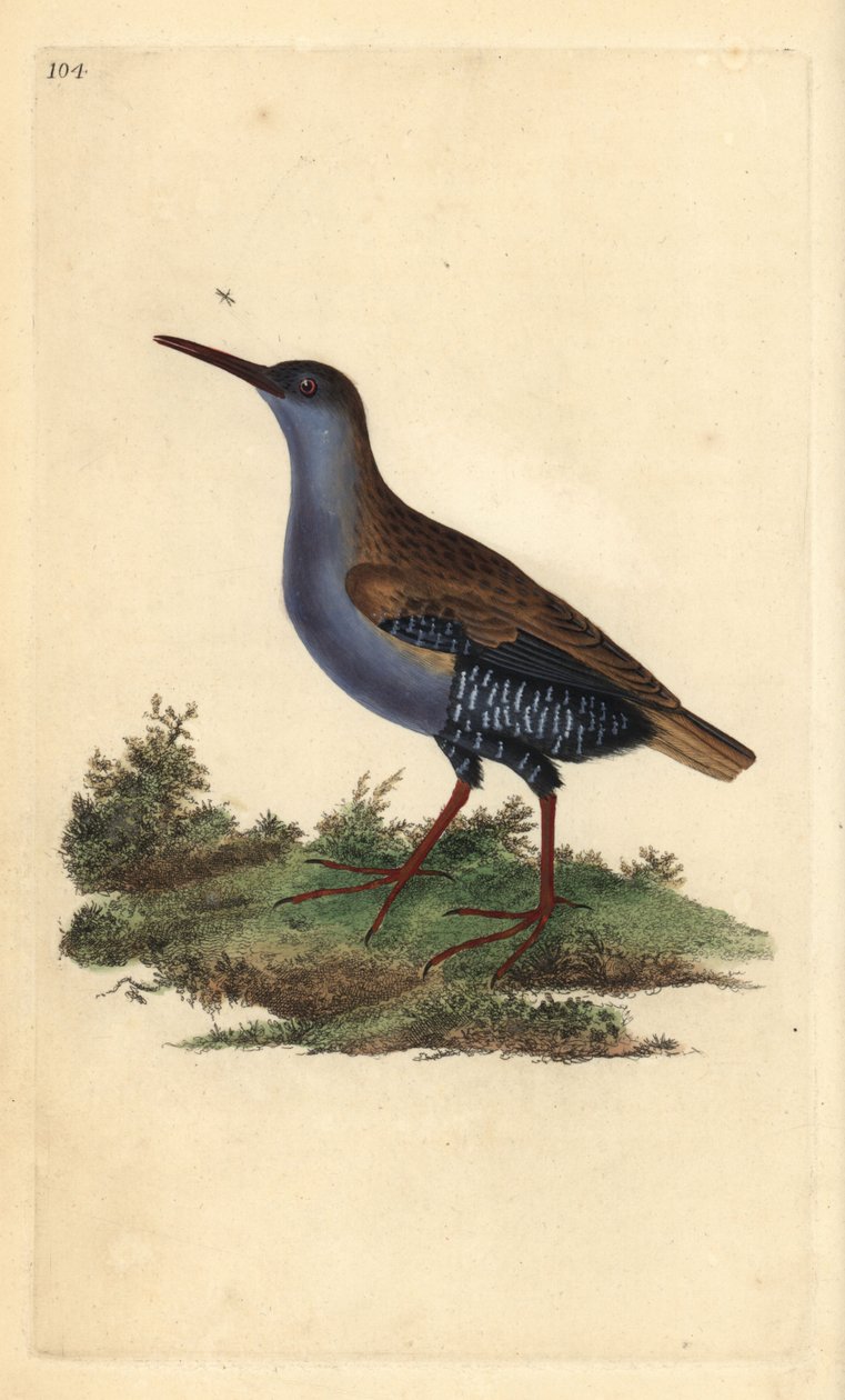 Su rayı, Rallus aquaticus. Edward Donovan tarafından kendi “Natural History of British Birds” Londra kitabından çizilip kazınmış, elle boyanmış bakır levha by Edward Donovan